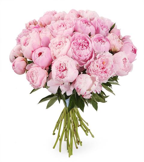 bouquet-of-pink-peonies-282124_1024x1024@2x